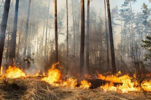 Загоряння вже локалізували