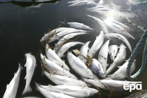 В Норвегии надеются, что скоро вновь смогут поставлять лосося в КНР