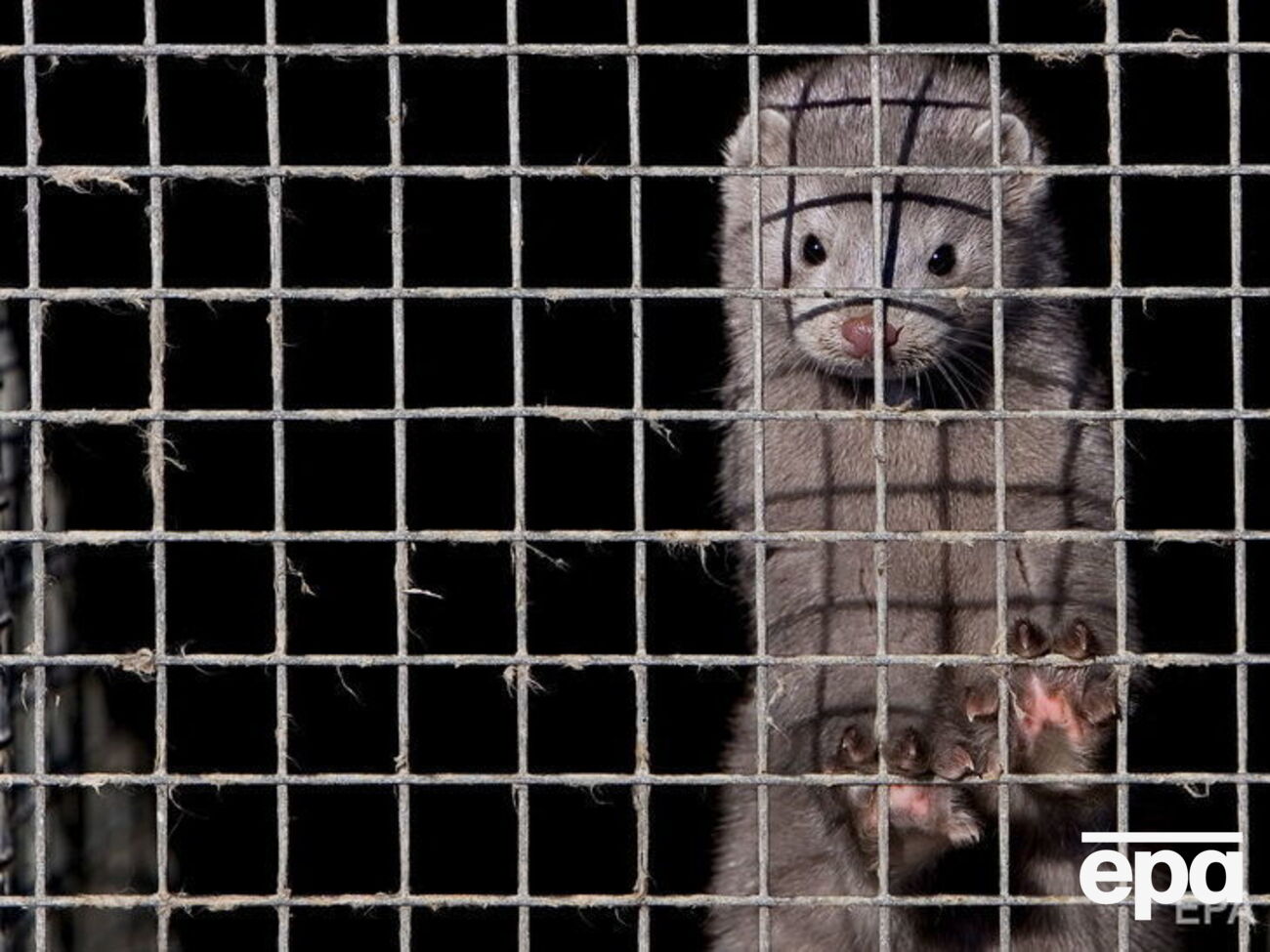 Норок убивают из-за опасности распространения COVID-19