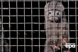 Норок убивают из-за опасности распространения COVID-19