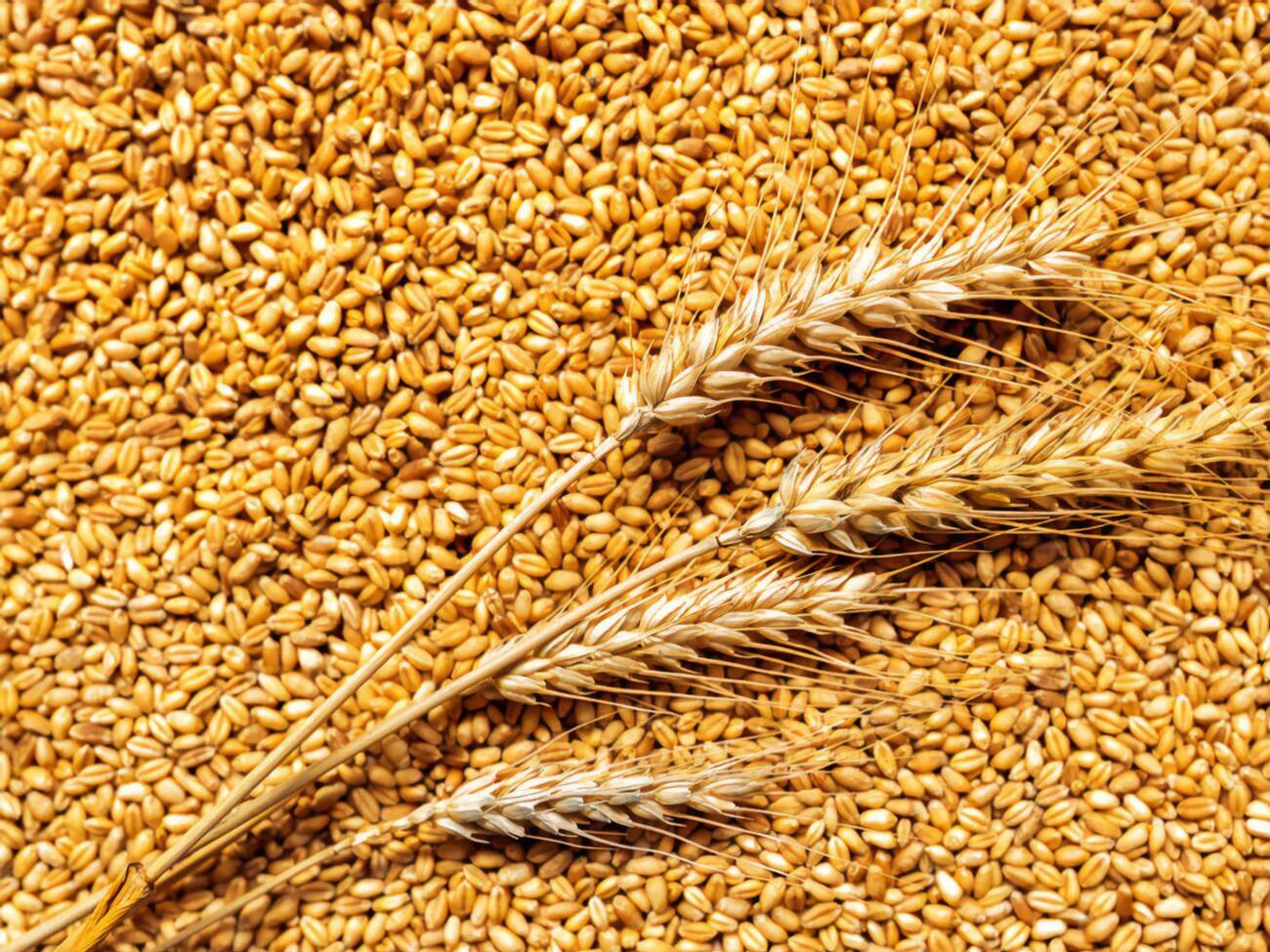 Сума збитків від зниклого зерна становила понад 800 млн грн