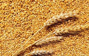 Сумма убытков от исчезнувшего зерна составила более 800 млн грн