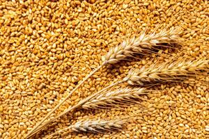 Сума збитків від зниклого зерна становила понад 800 млн грн