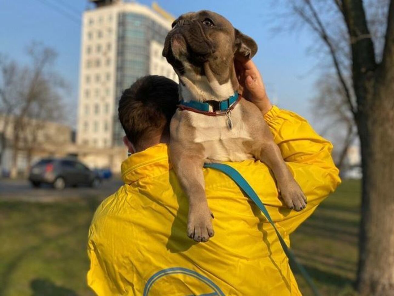 В МАУ заявили, что везли и собак, и кошек