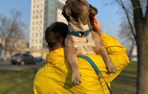 В МАУ заявили, что везли и собак, и кошек