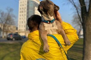 В МАУ заявили, что везли и собак, и кошек