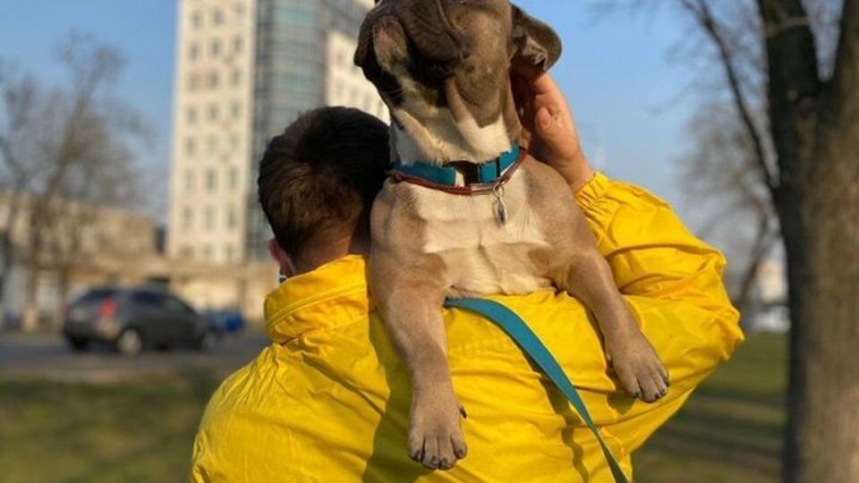 В МАУ заявили, что везли и собак, и кошек