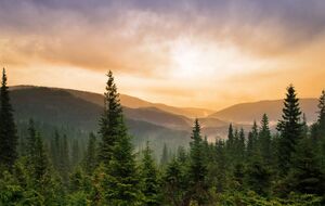 Сведения, полученные по результатам проведения национальной инвентаризации лесов, будут вноситься в государственный земельный кадастр