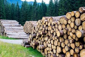 Полиция расследует 3,5 тыс. уголовных дел по статье о незаконных рубках