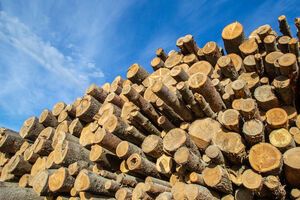 Збитки від вирубування дерев становили понад 1,2 млн грн