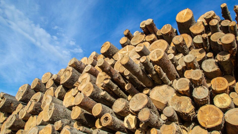 Збитки від вирубування дерев становили понад 1,2 млн грн