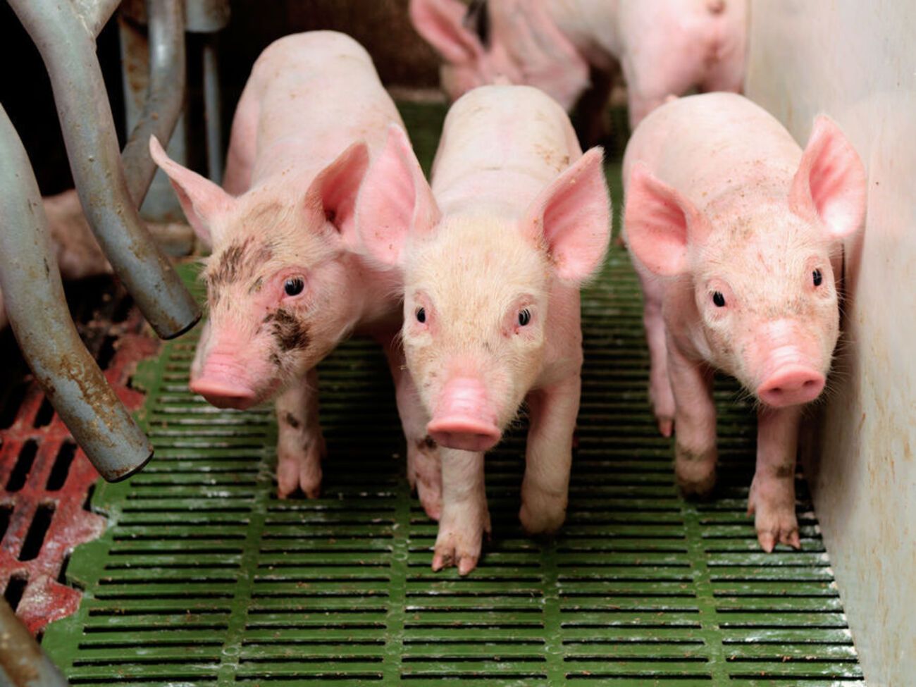 Новый штамм гриппа, выявленный в Китае, аналогичен свиному гриппу 2009 года