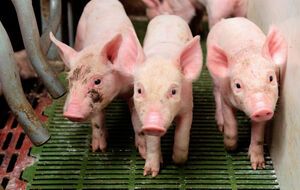 Новий штам грипу, виявлений у Китаї, аналогічний свинячому грипу 2009 року