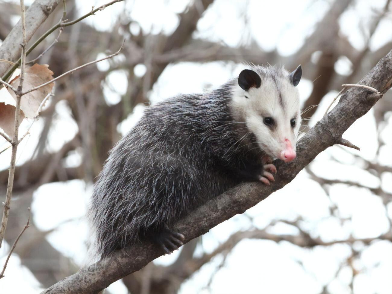 Иск был подан от имени опоссума Ледбитера, находящегося под угрозой вымирания