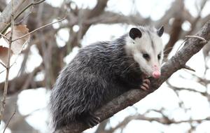 Иск был подан от имени опоссума Ледбитера, находящегося под угрозой вымирания