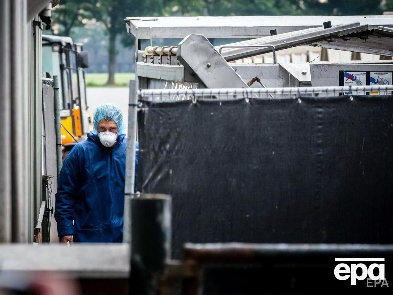 На норковых фермах Нидерландов началось уничтожение животных