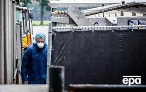 На норковых фермах Нидерландов началось уничтожение животных