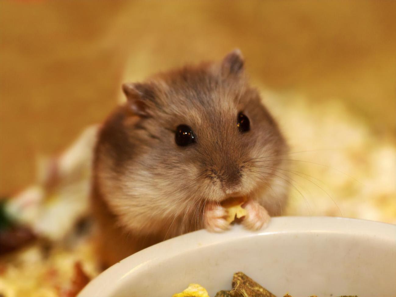 Хомяки исчезли&nbsp;из более чем 75% ареала их обитания в Восточной Европе