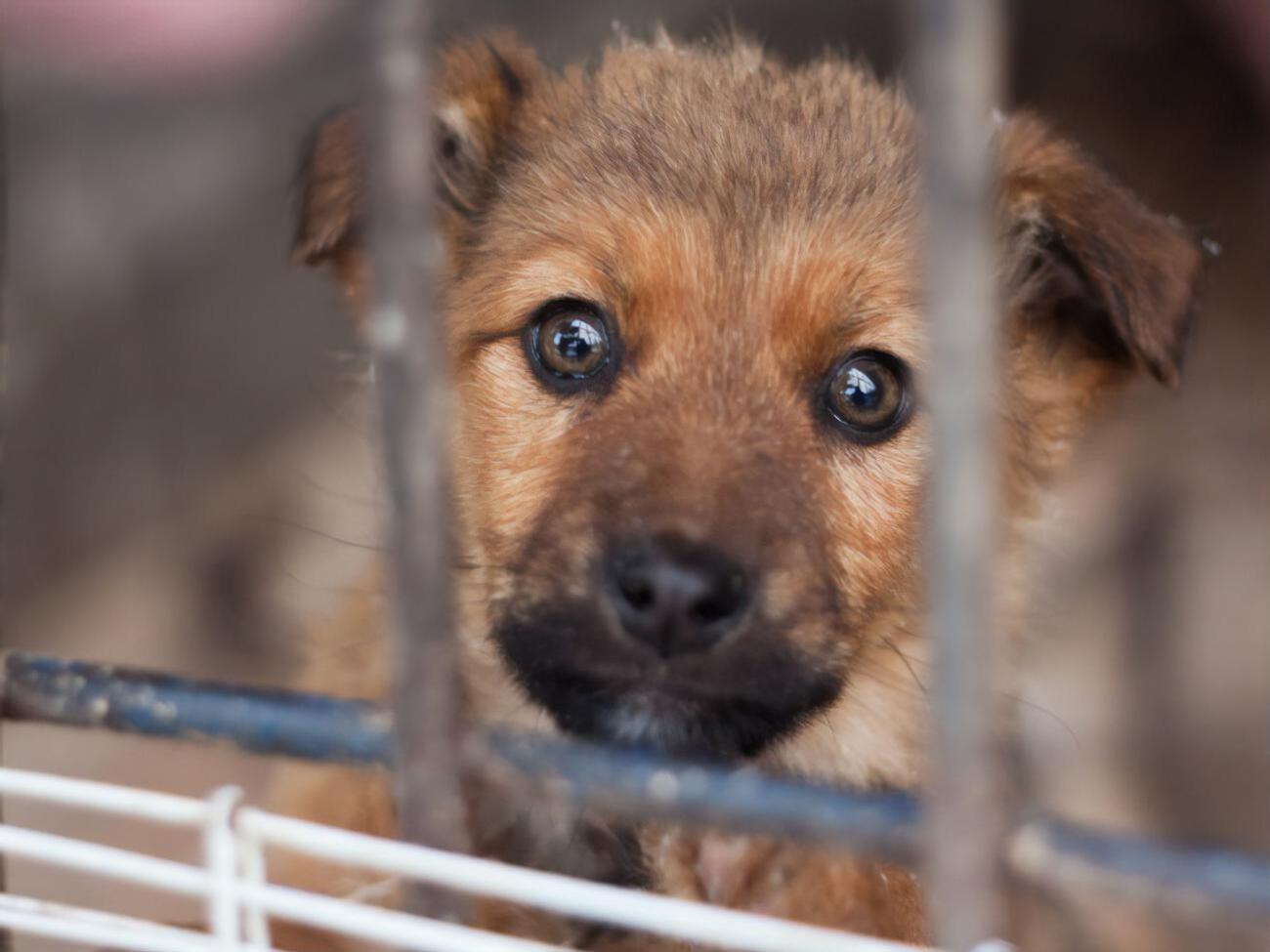 Самолет с 38 мертвыми щенками прибыл в Торонто 13 июня
