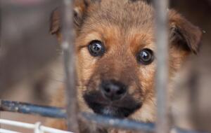 Самолет с 38 мертвыми щенками прибыл в Торонто 13 июня