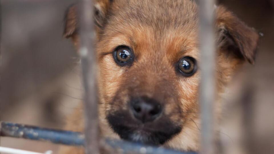 Самолет с 38 мертвыми щенками прибыл в Торонто 13 июня