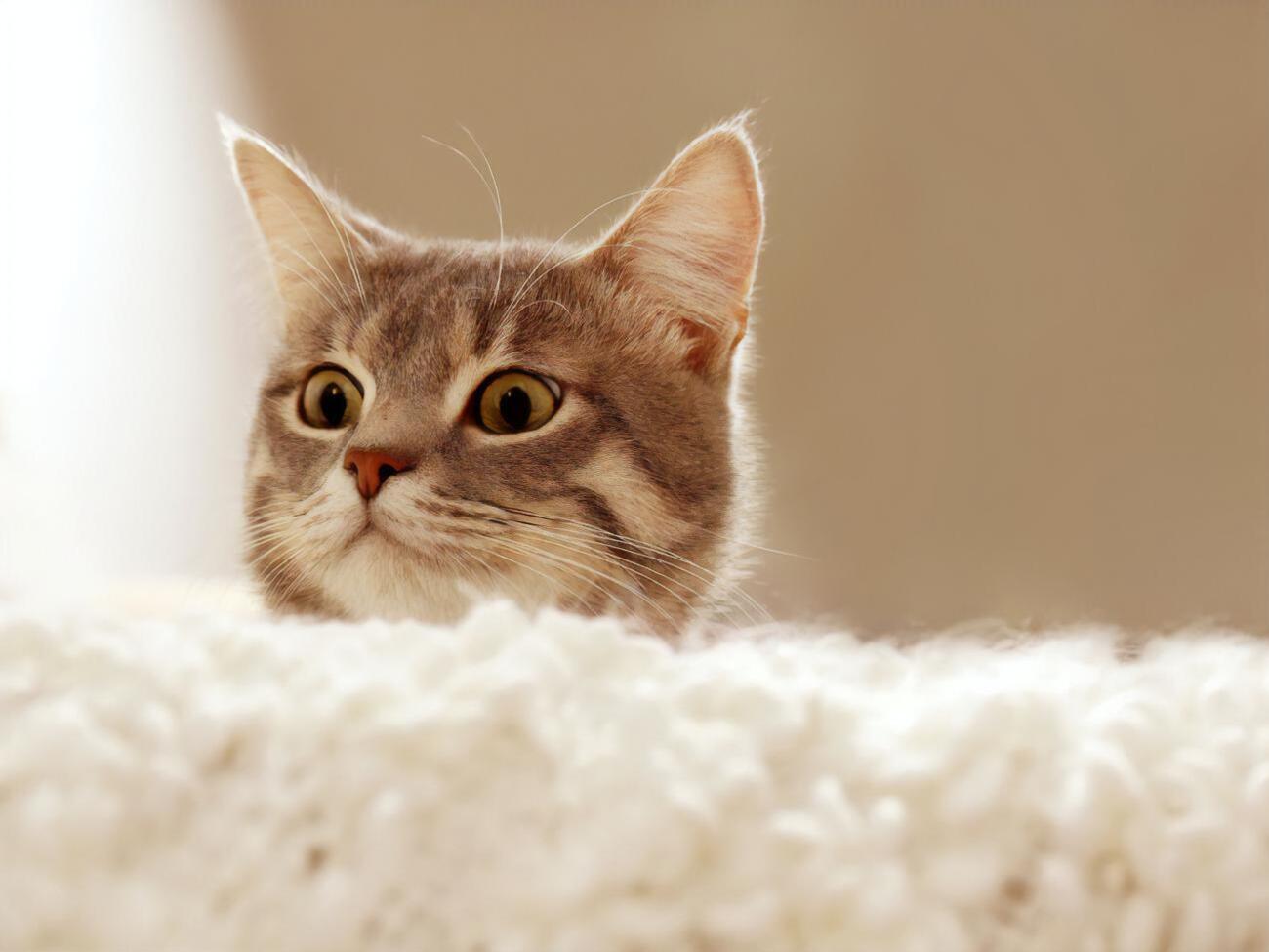 Владельцы заявили, что их кот проголосовал бы за демократов