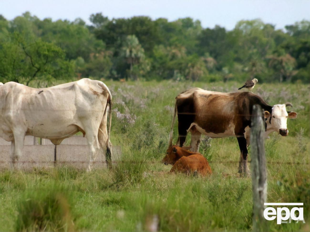 Китай уже перестал покупать у Бразилии мясо