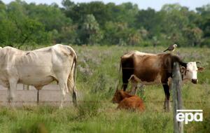 Китай уже перестал покупать у Бразилии мясо