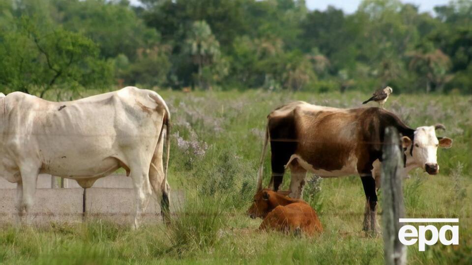 Китай уже перестав купувати у Бразилії м'ясо