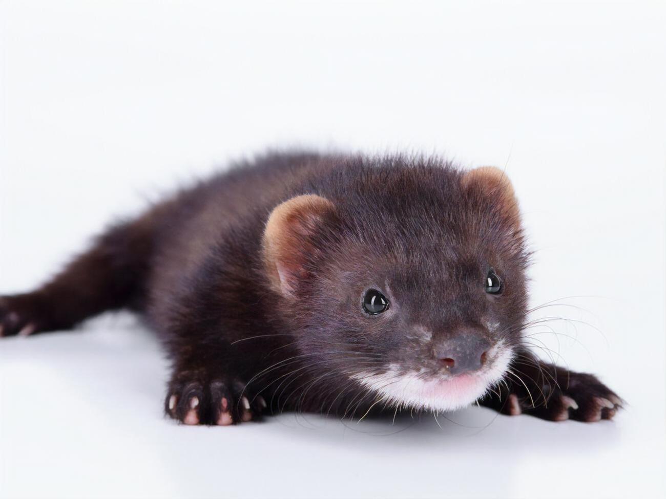 На ферме в Арагоне коронавирус выявили у норок и семи сотрудников