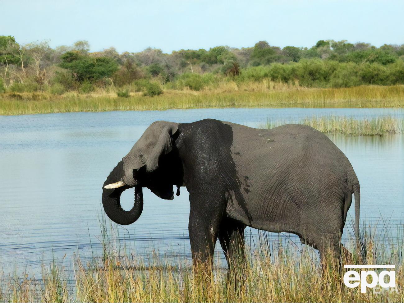 В дельте Окаванго массово гибнут слоны