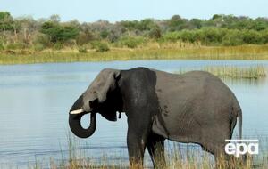 В дельте Окаванго массово гибнут слоны