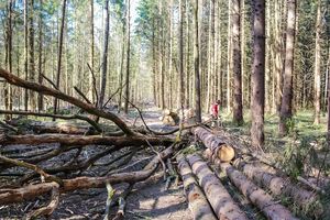 Від початку року СБУ повідомила про підозру п'ятьох фігурантів, причетних до розкрадання лісових ресурсів у Вінницькій області