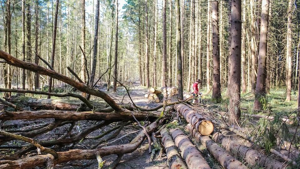 Від початку року СБУ повідомила про підозру п'ятьох фігурантів, причетних до розкрадання лісових ресурсів у Вінницькій області