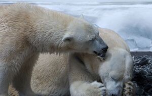 Возможно, уже к 2040 году белые медведи начнут испытывать репродуктивную недостаточность, что приведет к локальному вымиранию