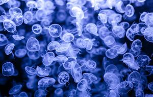 Впервые медузы в пресных водоемах Украины были обнаружены в 1979 году