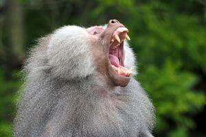 Трьох приматів, які втекли з вольєра, уже зловили