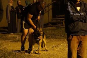 Собака втратив слід, кажуть кінологи