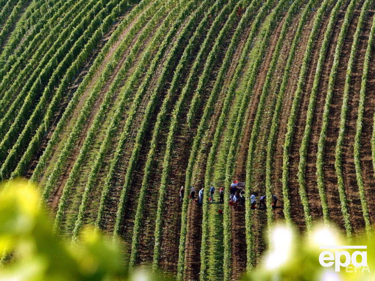 На фермі провели масове тестування на COVID-19