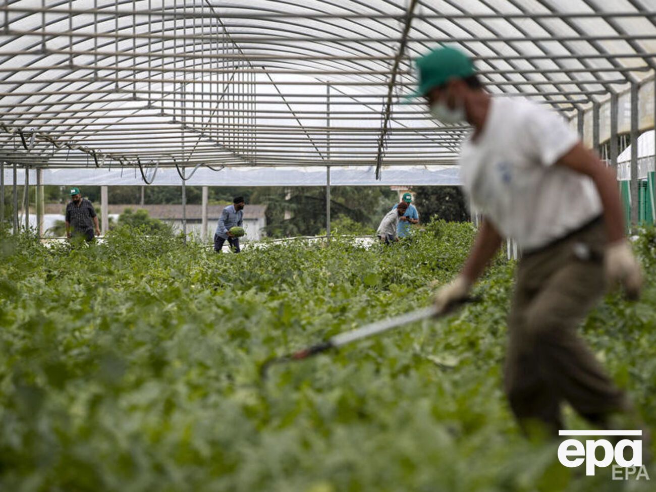 Спалах виник під час збирання врожаю
