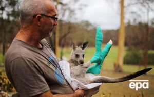 Ученые отметили, что пожары "радикально" могут уменьшить разнообразие животных