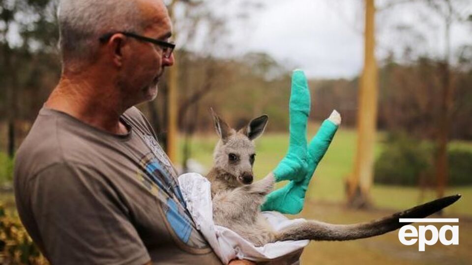 Ученые отметили, что пожары "радикально" могут уменьшить разнообразие животных
