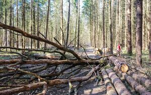Фигуранты вносили в документы недостоверные сведения о количестве и качестве древесины