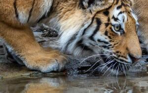 В зоопарке Цюриха два амурских тигра