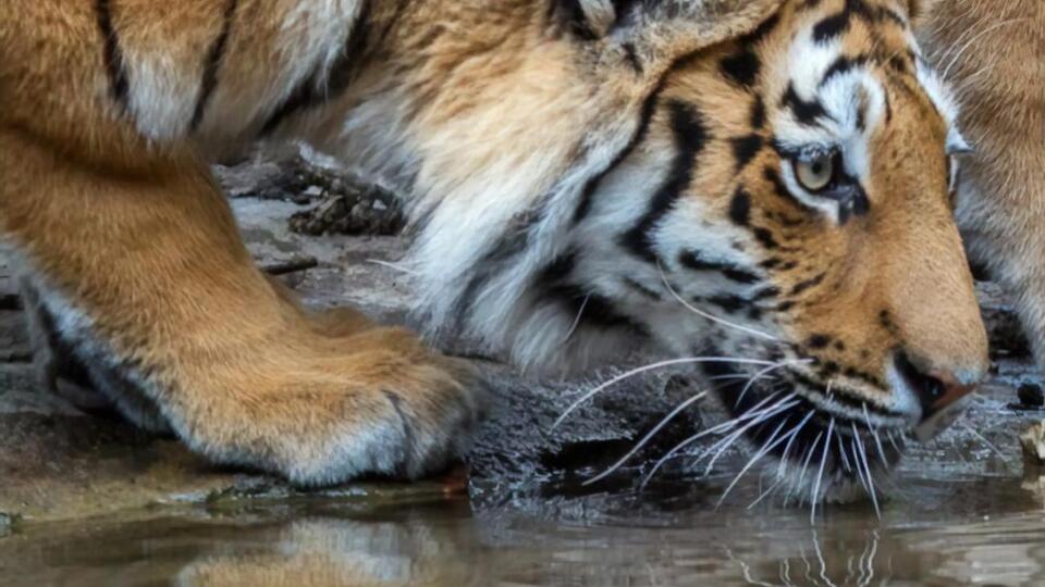 В зоопарке Цюриха два амурских тигра