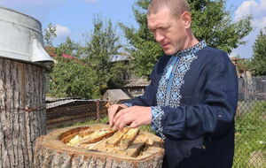 Бортный мед собирают из ствола живого дерева