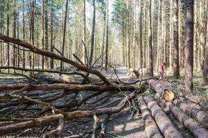 В Николаевской области незаконная вырубка 70 дубов нанесла ущерб на 890 тыс. грн