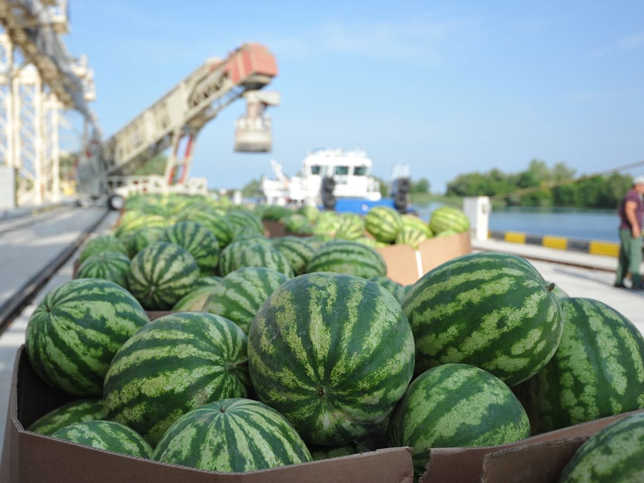 Баржа с херсонскими арбузами отправилась в Киев 16 августа