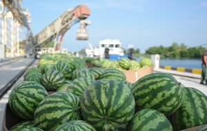 Баржа с херсонскими арбузами отправилась в Киев 16 августа