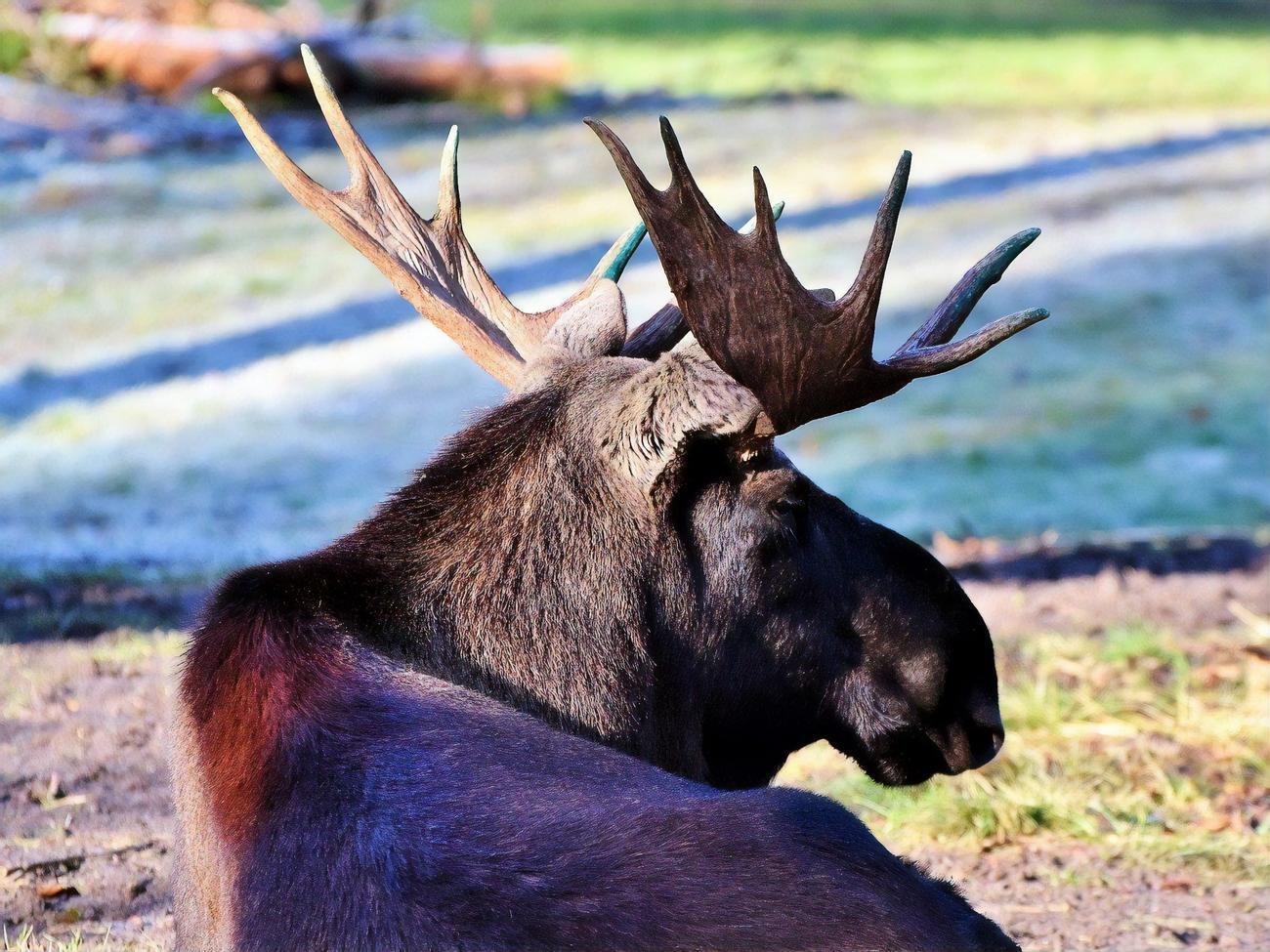 Патрульные оценили вес лося в 500 кг